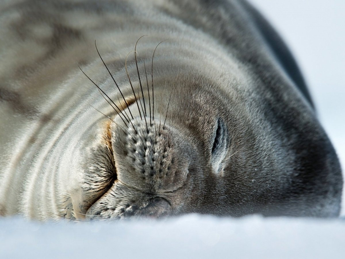 Море Лаптевых морской заяц