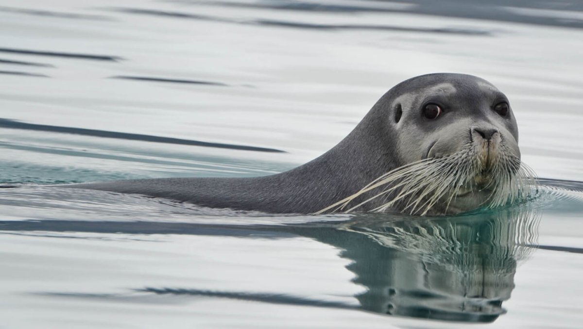 Кольчатая Нерпа в Арктике