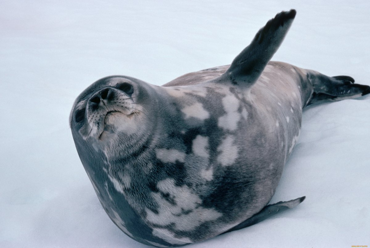 Тюлень морской заяц
