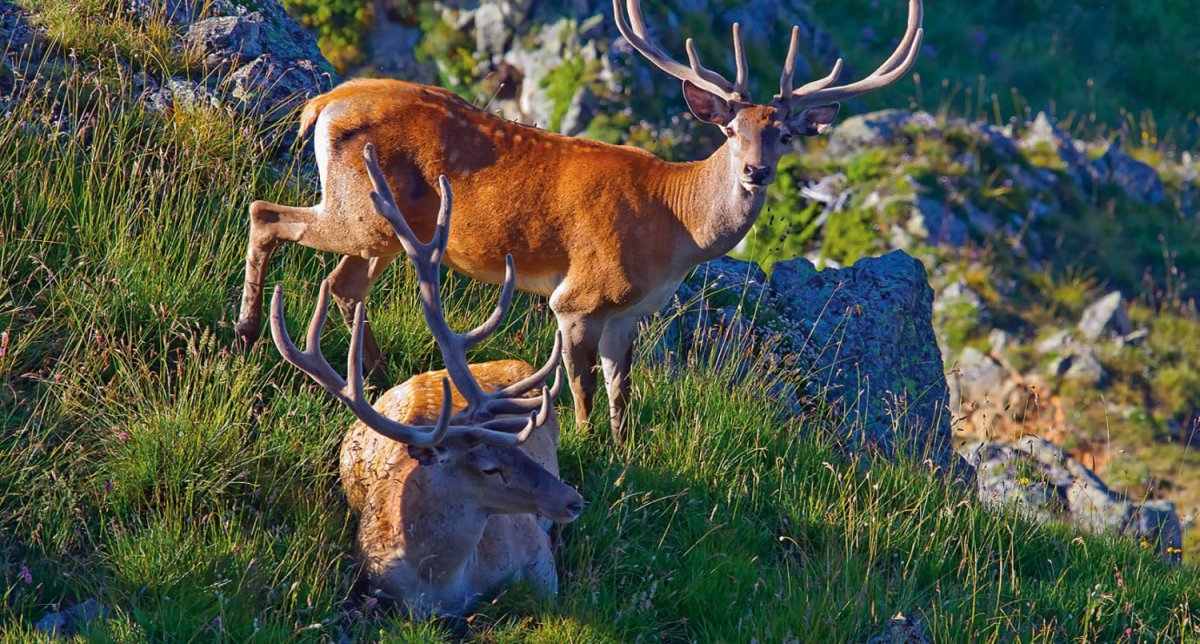 Тебердинский заповедник Серна