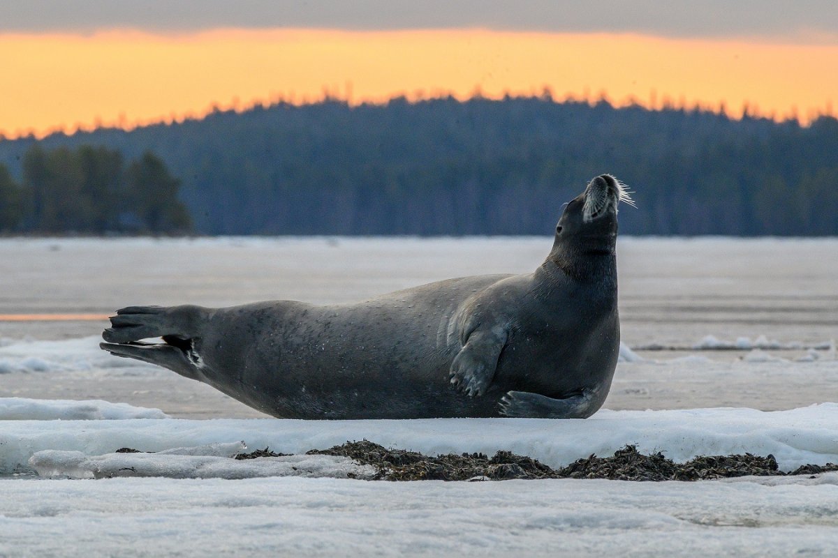 Морской заяц в Карском море