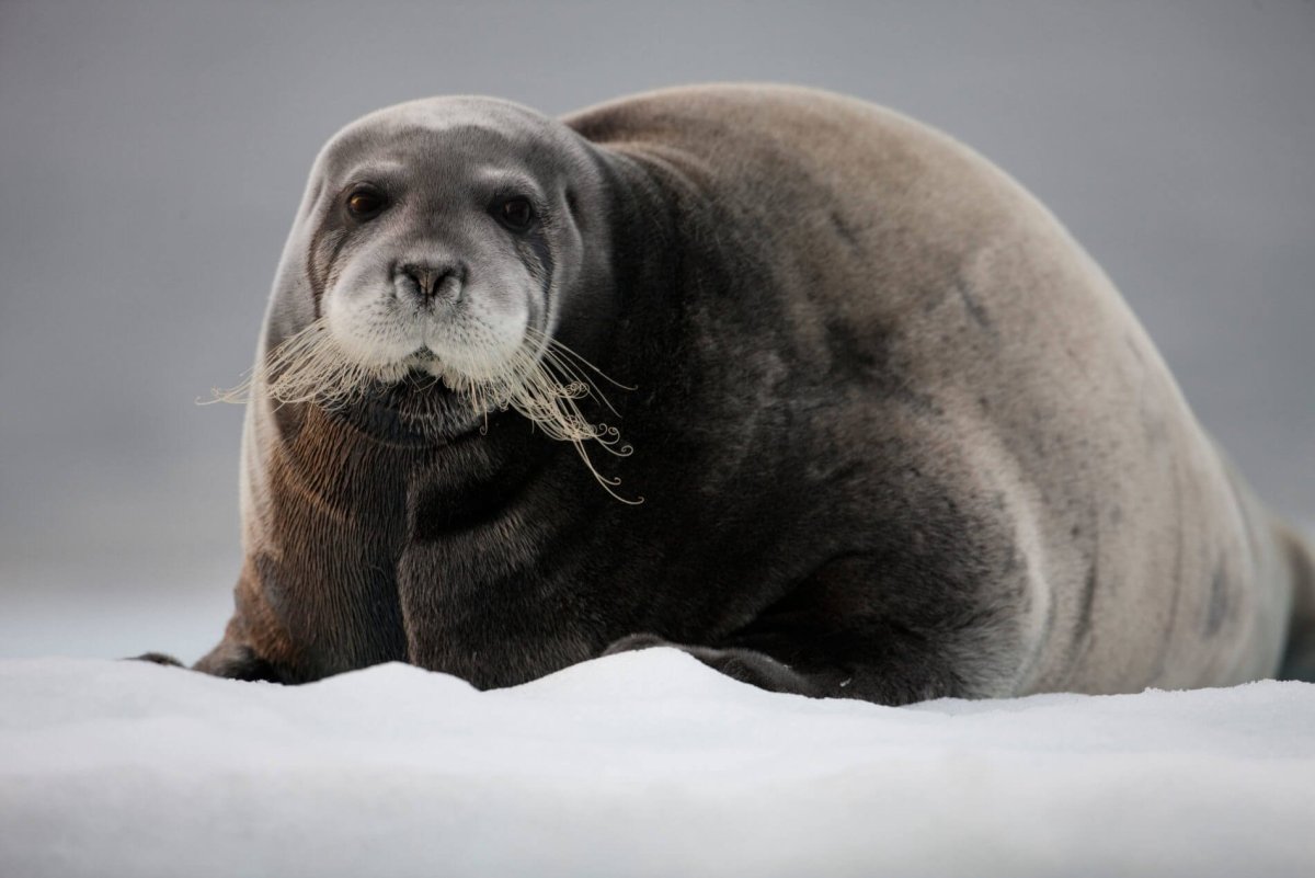Тюлень Нерпа