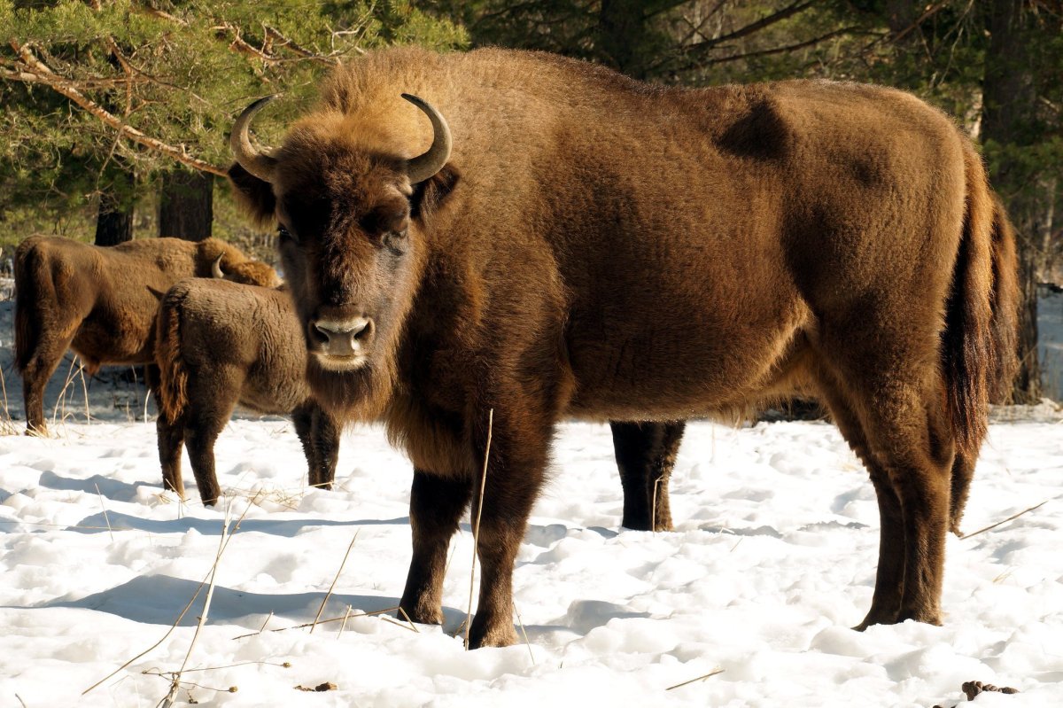 Зубробизон в Кавказском заповеднике