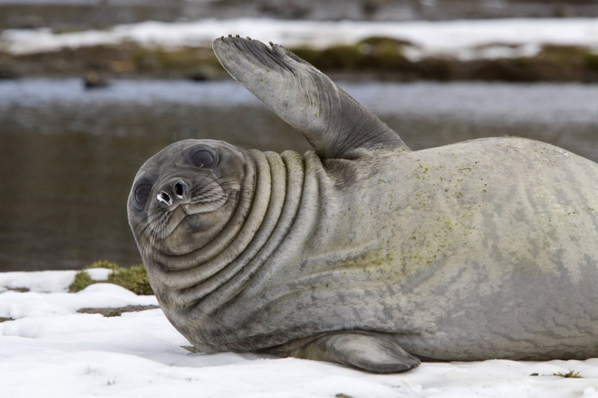 Лахтак морской заяц
