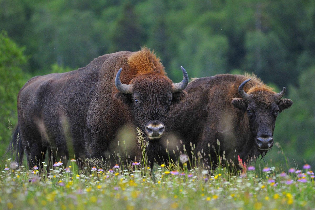 Зубробизон в Кавказском заповеднике