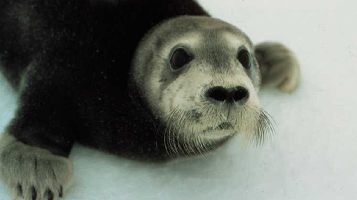 Ластоногие тюлени