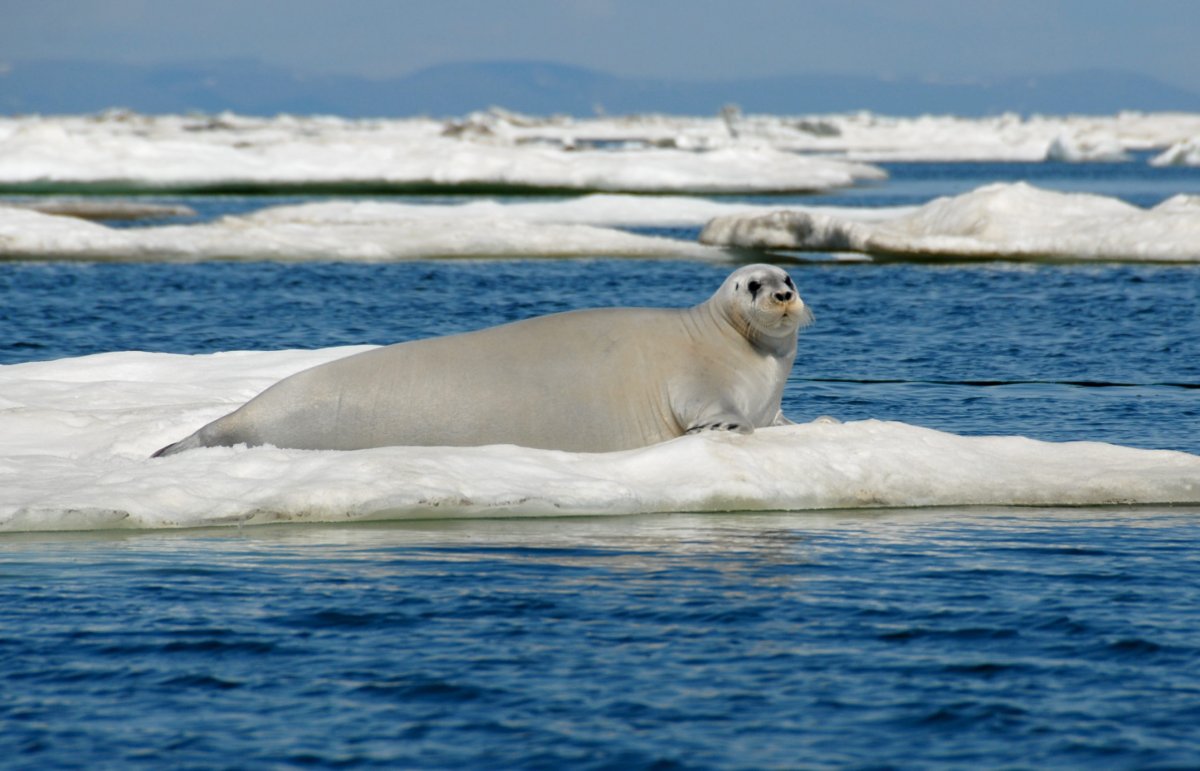 Морской заяц лимон