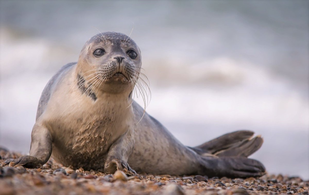 Тюлени на белом море