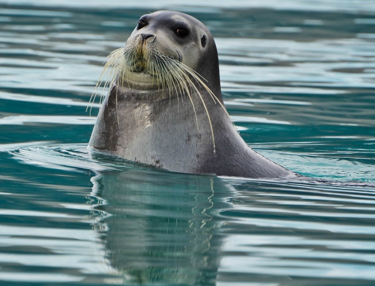 Лахтак морской заяц