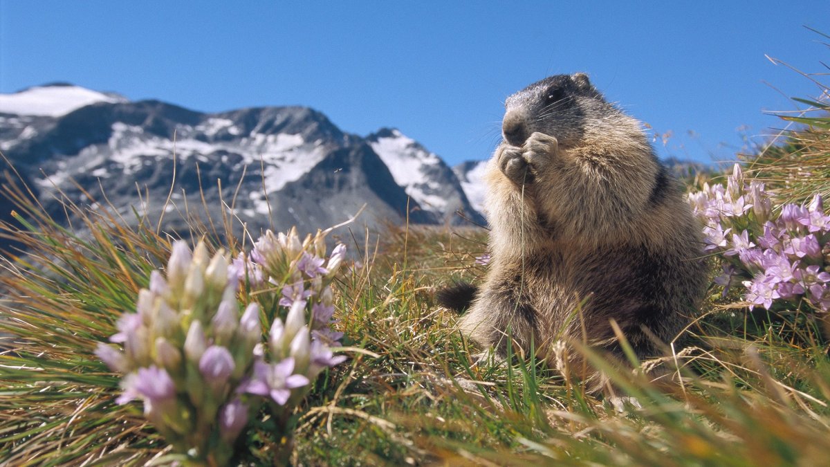 Байкало Ленский заповедник сурок