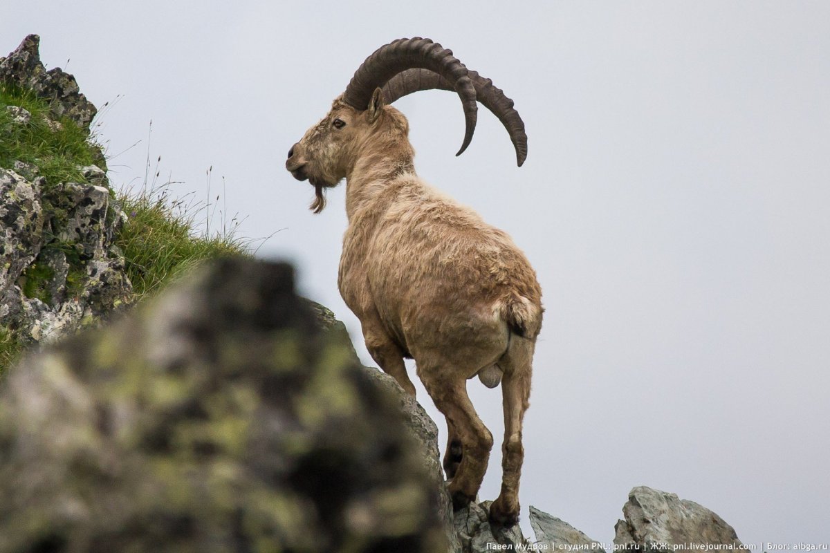 Западно-кавказский тур Тебердинский заповедник
