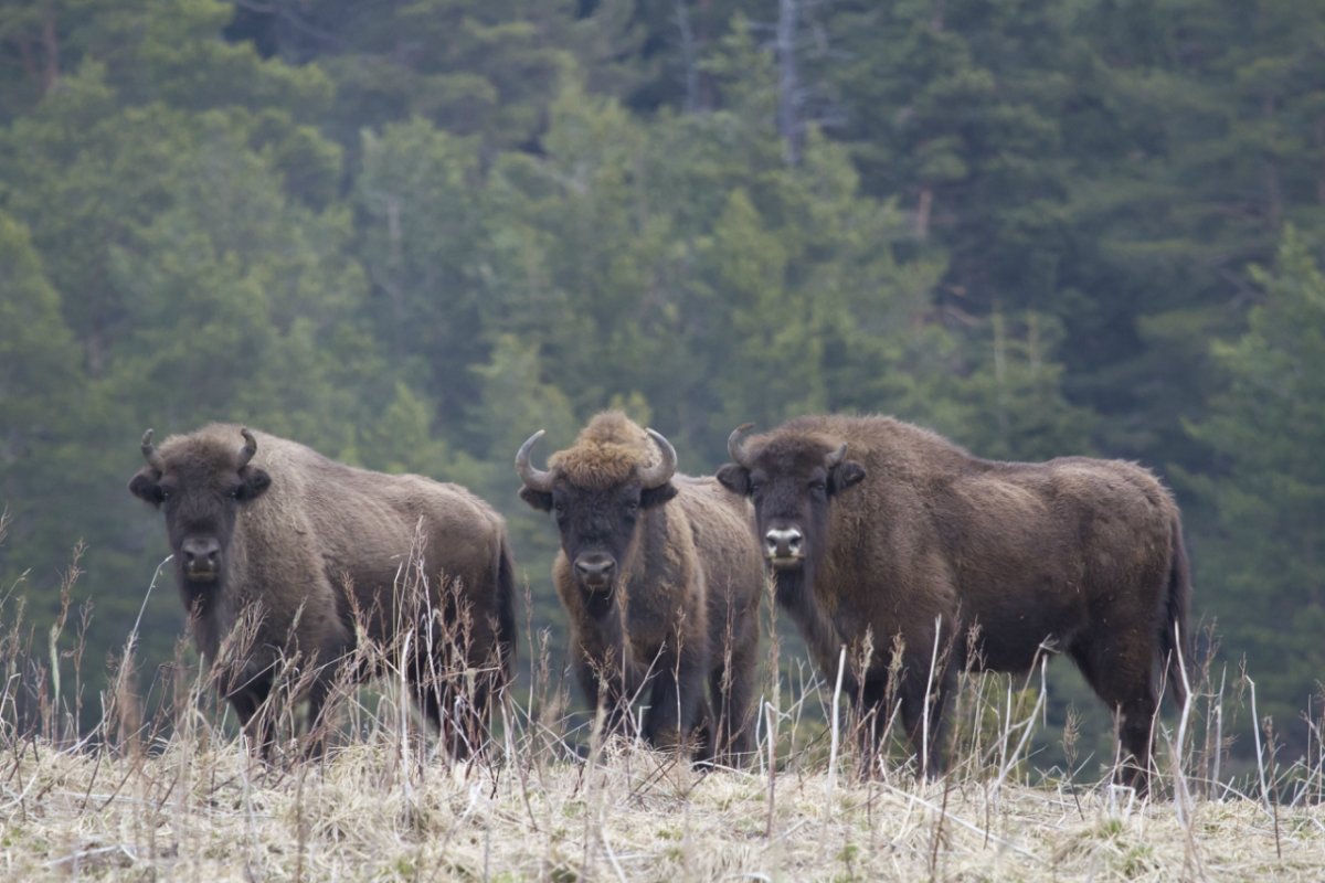 Кавказский Зубровый заповедник