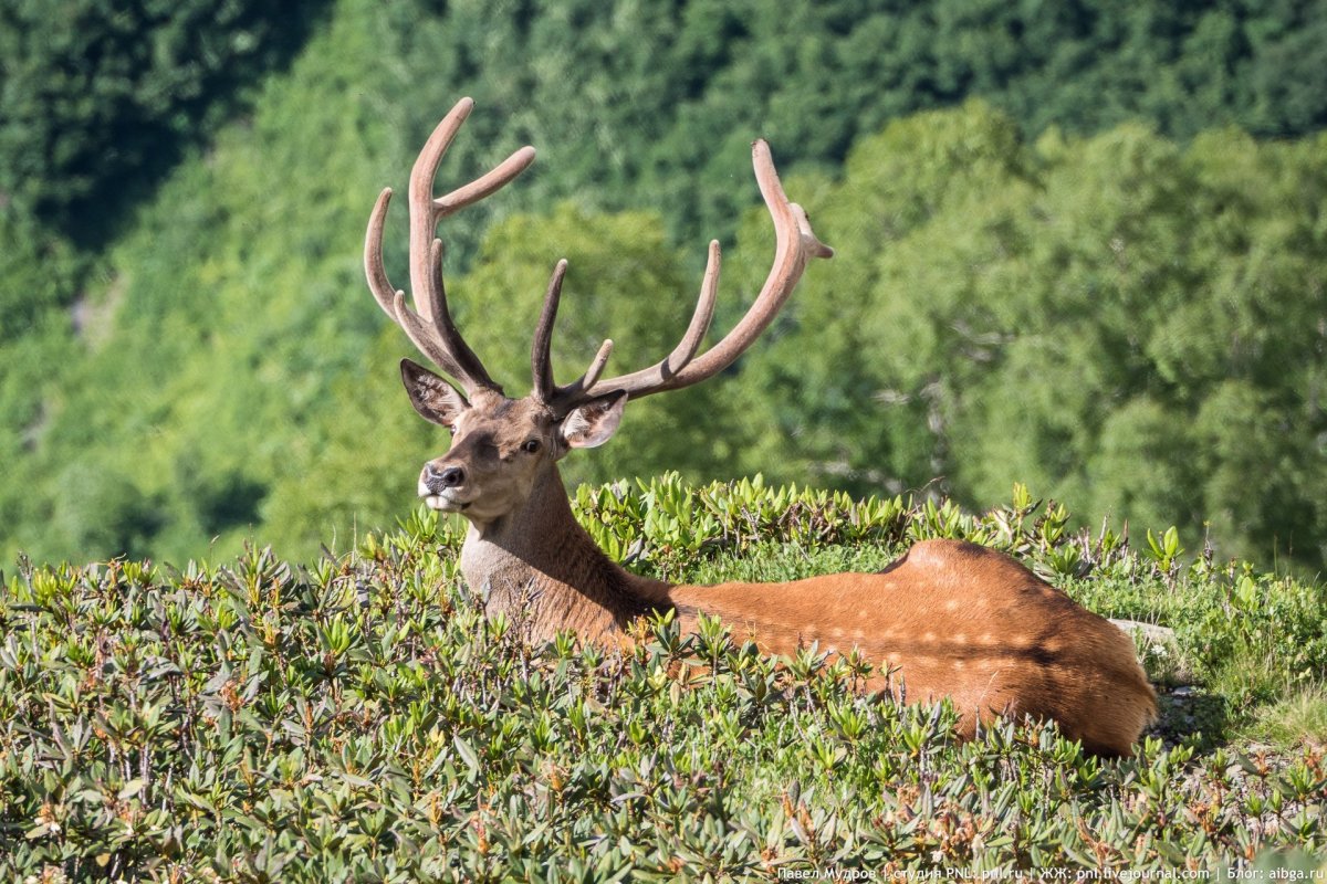 Кавказский заповедник благородный олень