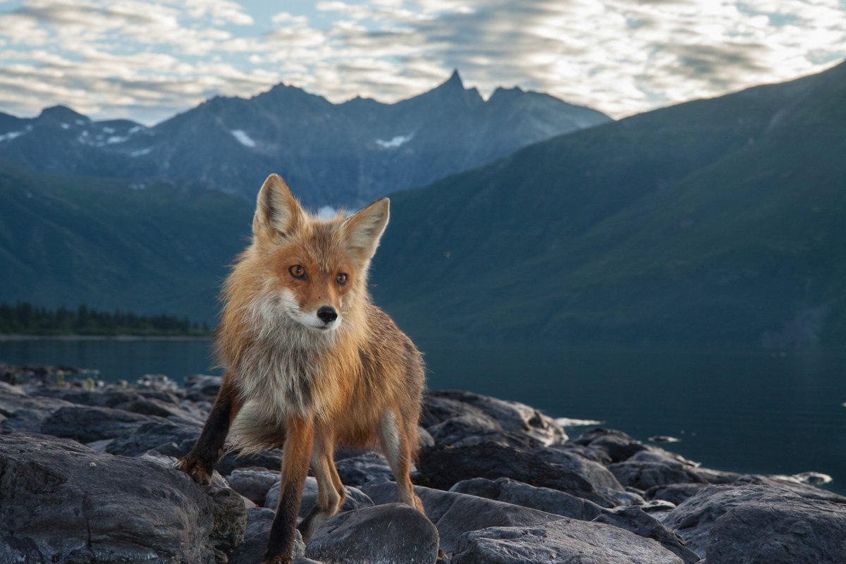 Лисица Кавказская заповедник кавказский