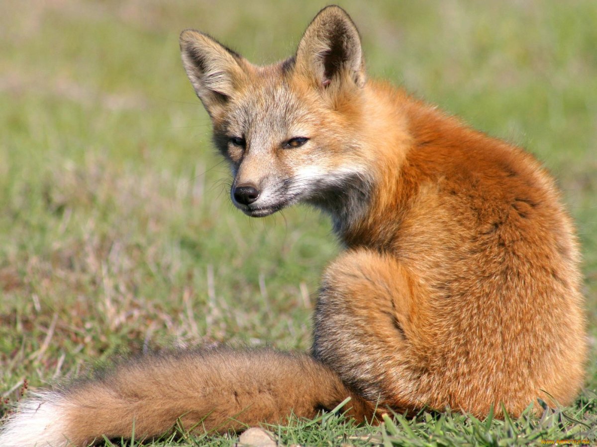 Тибетская лисица 1920 1080