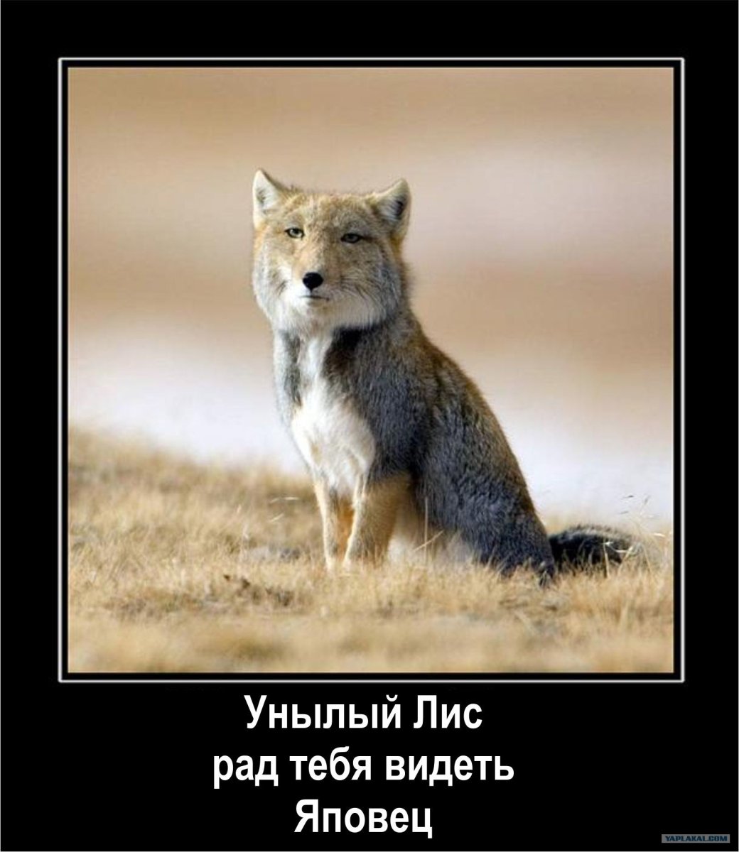 Гималайская лисица