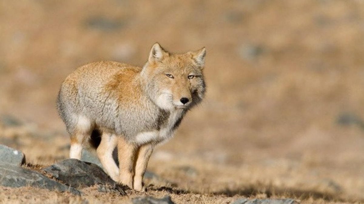 Тибетская лисица Vulpes ferrilata