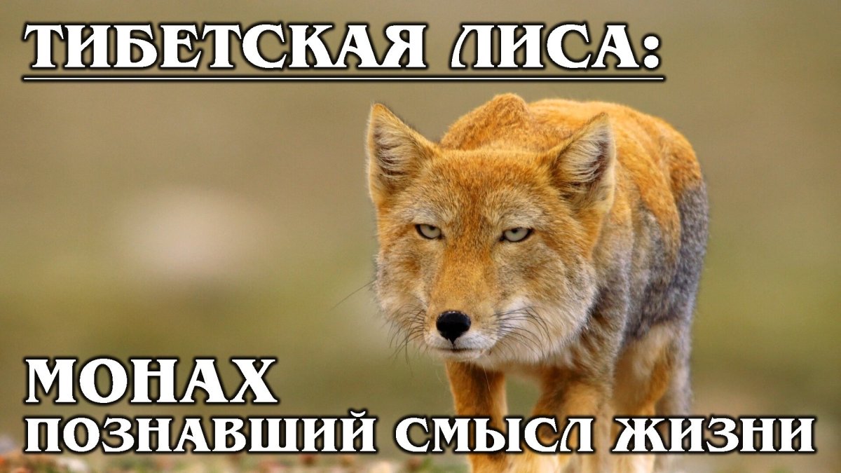 Тибетская лисица мемы