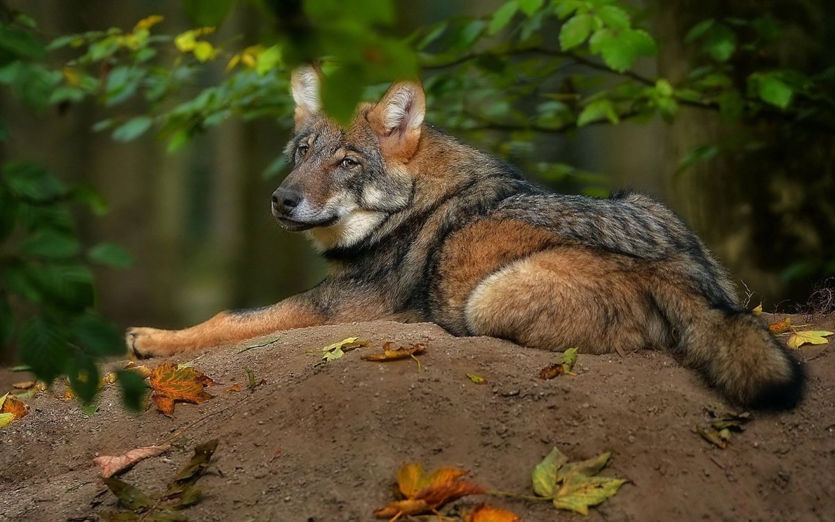Тибетская лиса обои