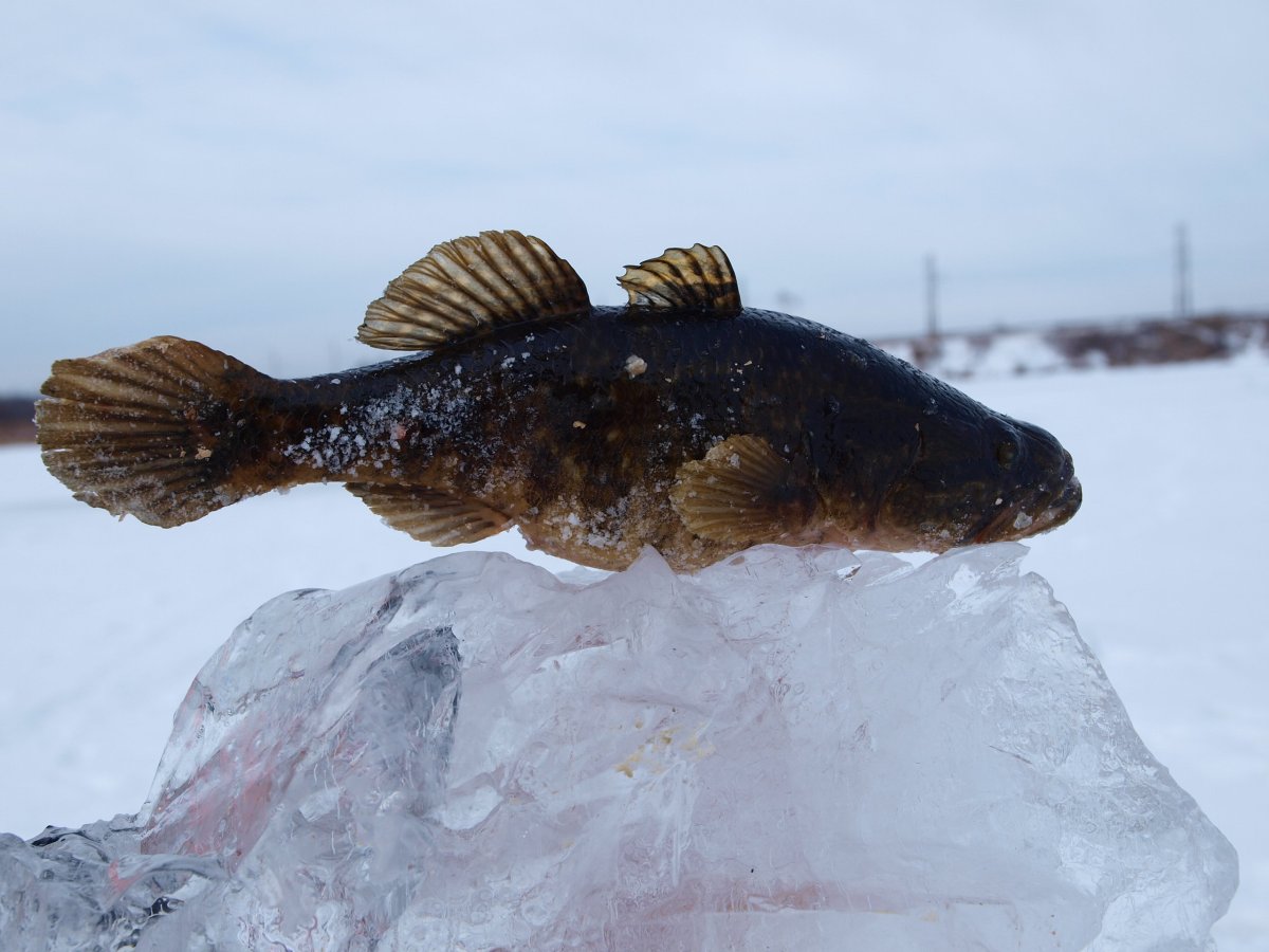 Байкальский бычок подкаменщик