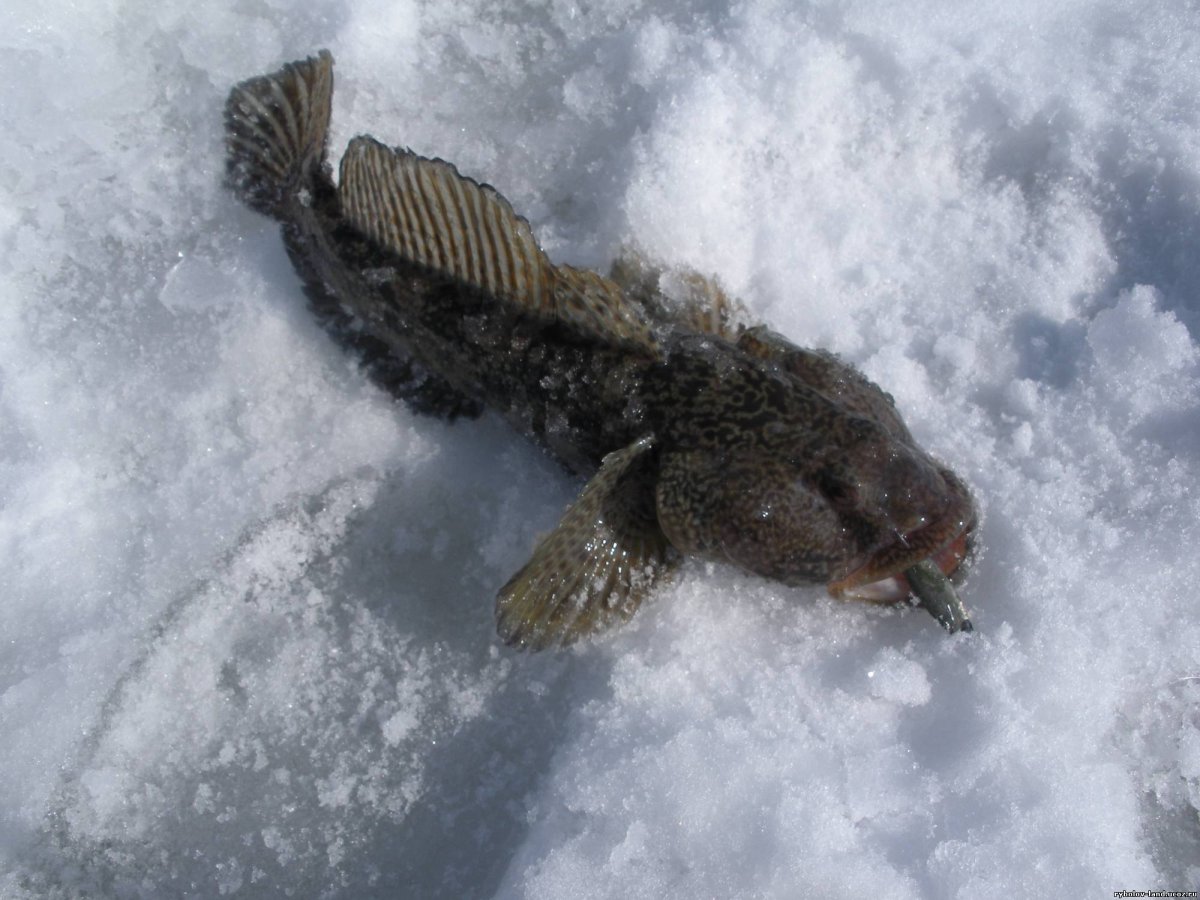 Головешка-ротан большой