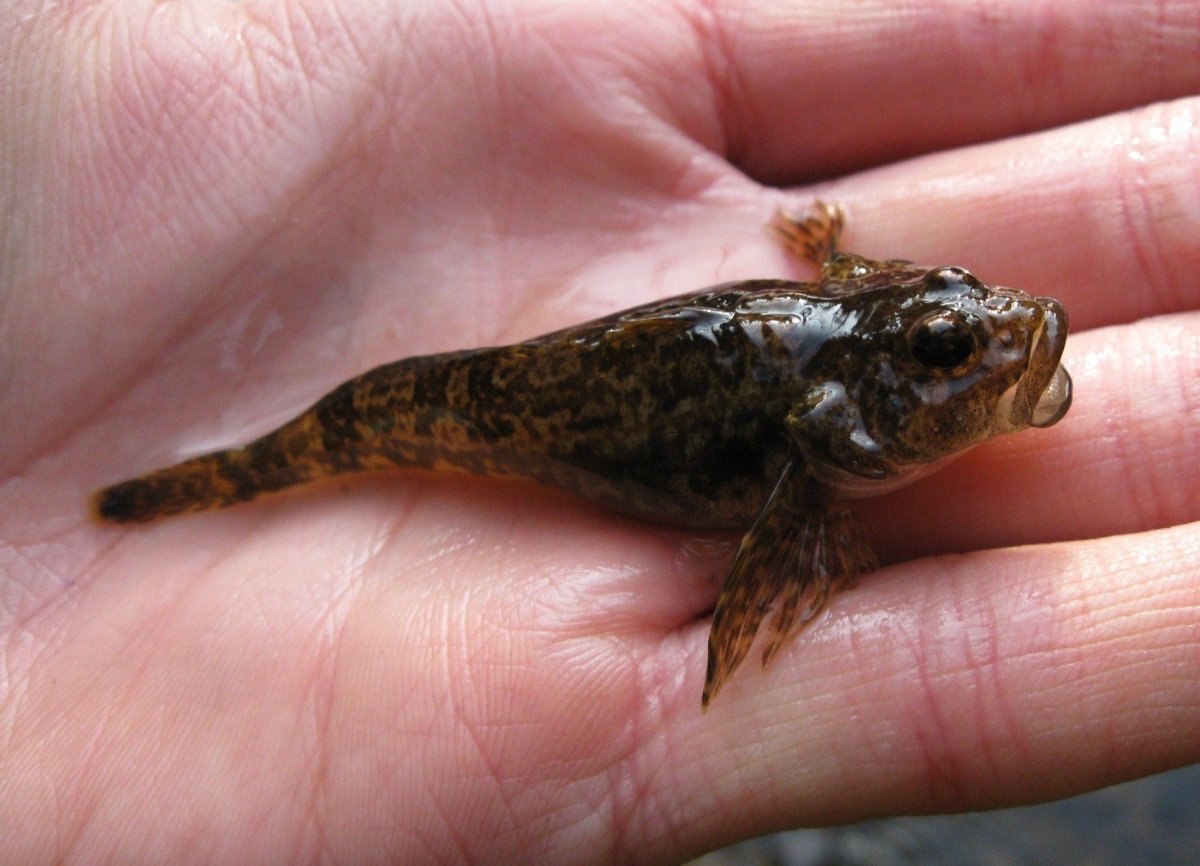 Бычок ротан