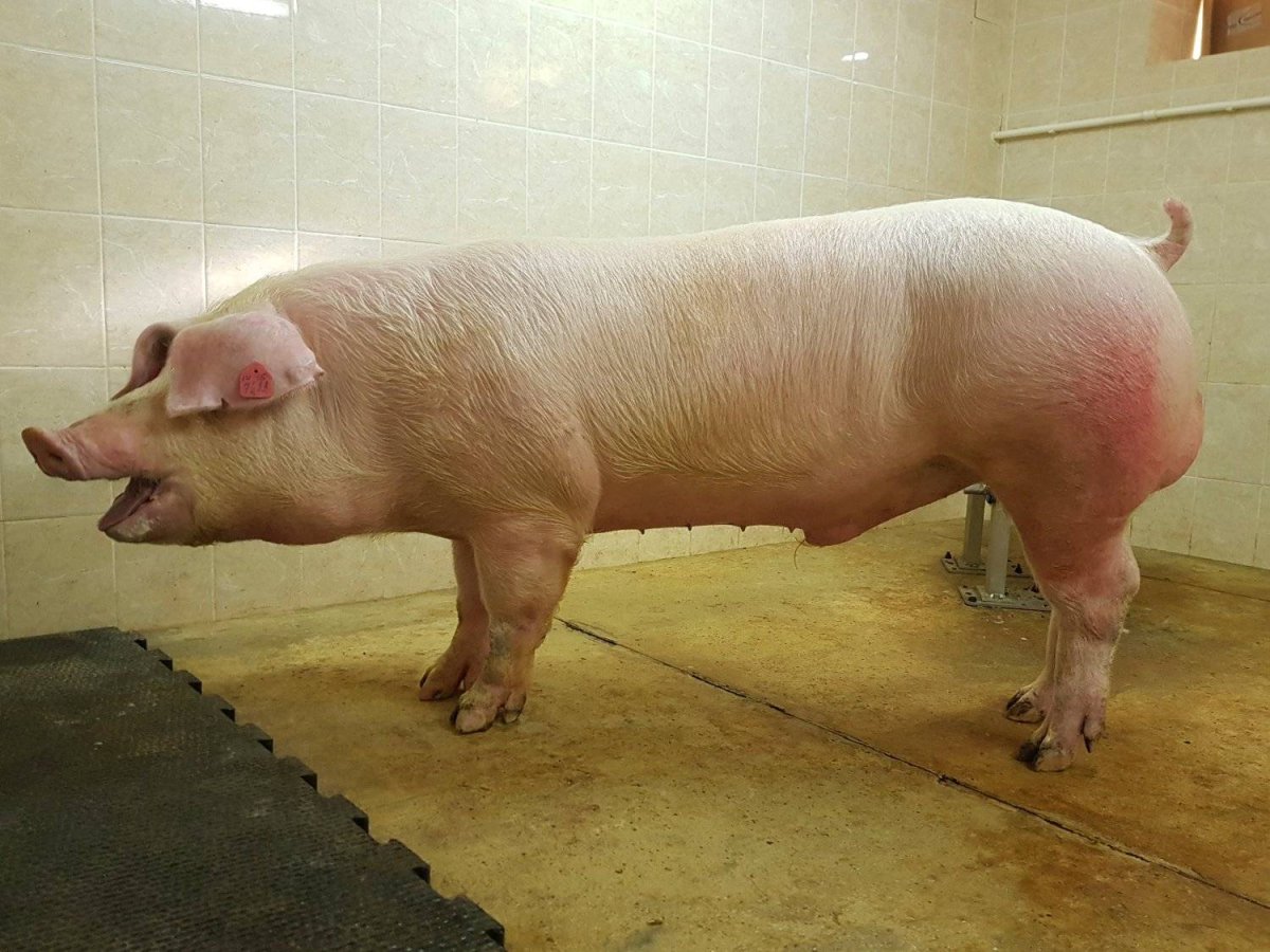 Датский ландрас