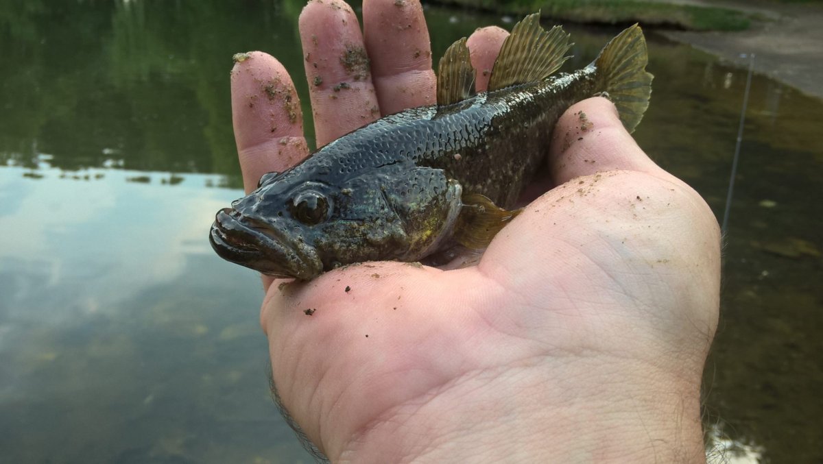 Ротан головешка рыба