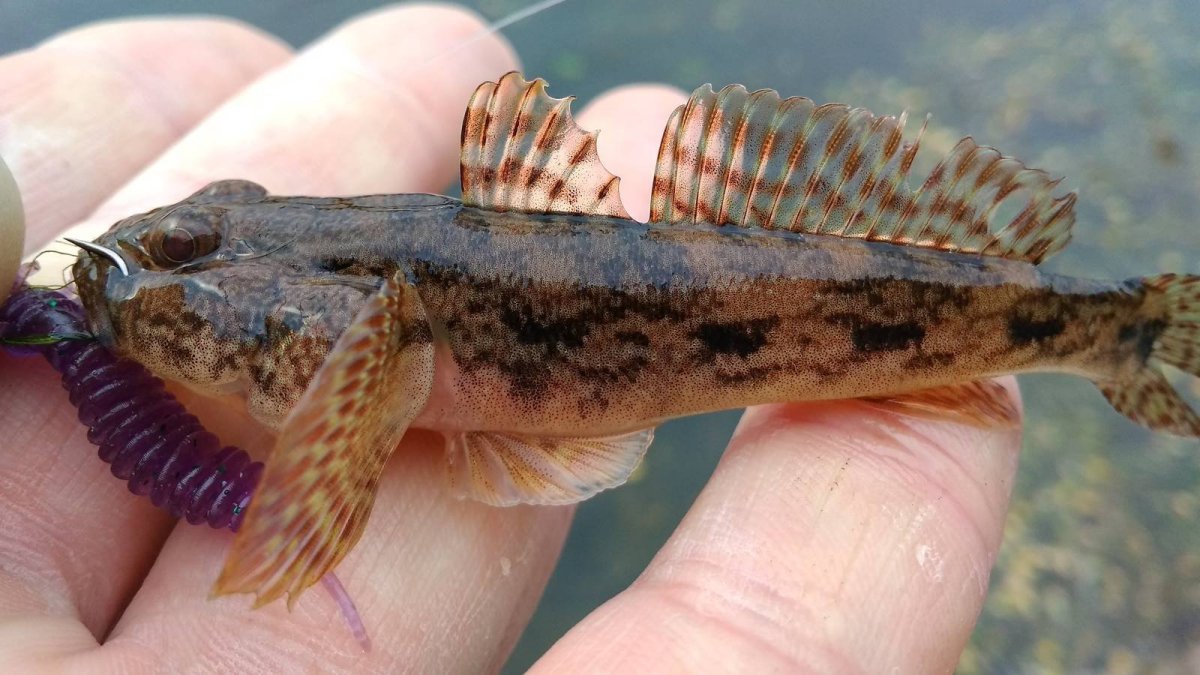 Рыба бычок ротан