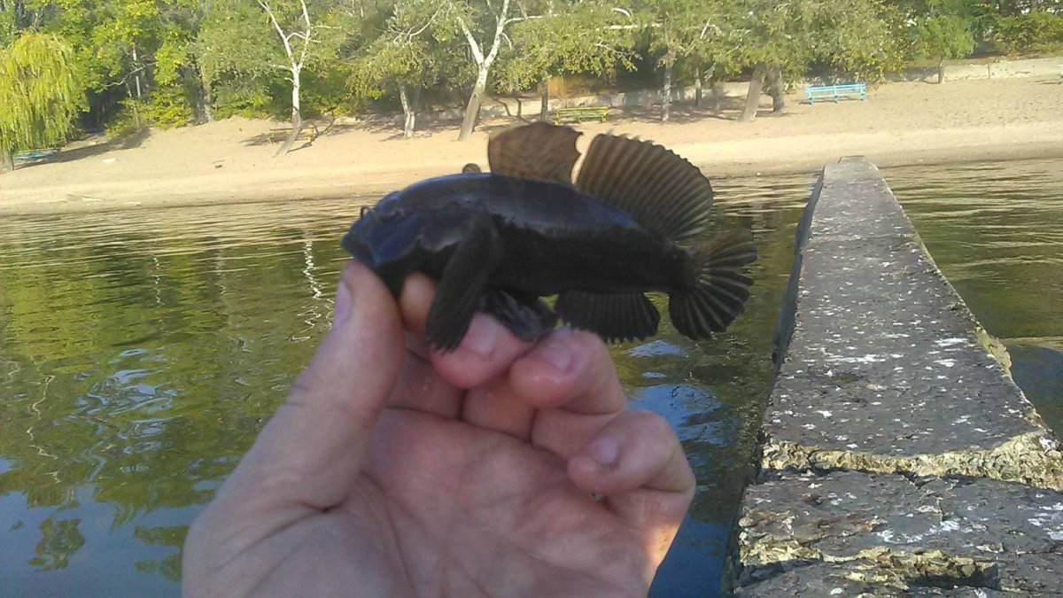 Бычок подкаменщик Черноморский