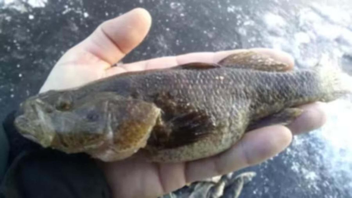 Бубырь рыба