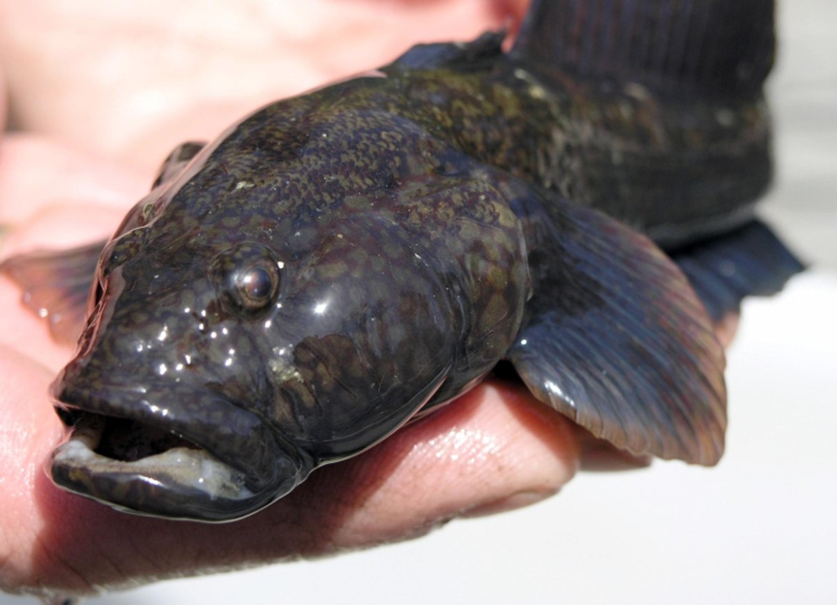 Пестроногий подкаменщик