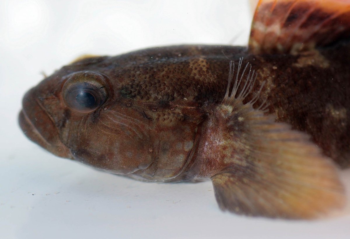 Ротан Черноморский