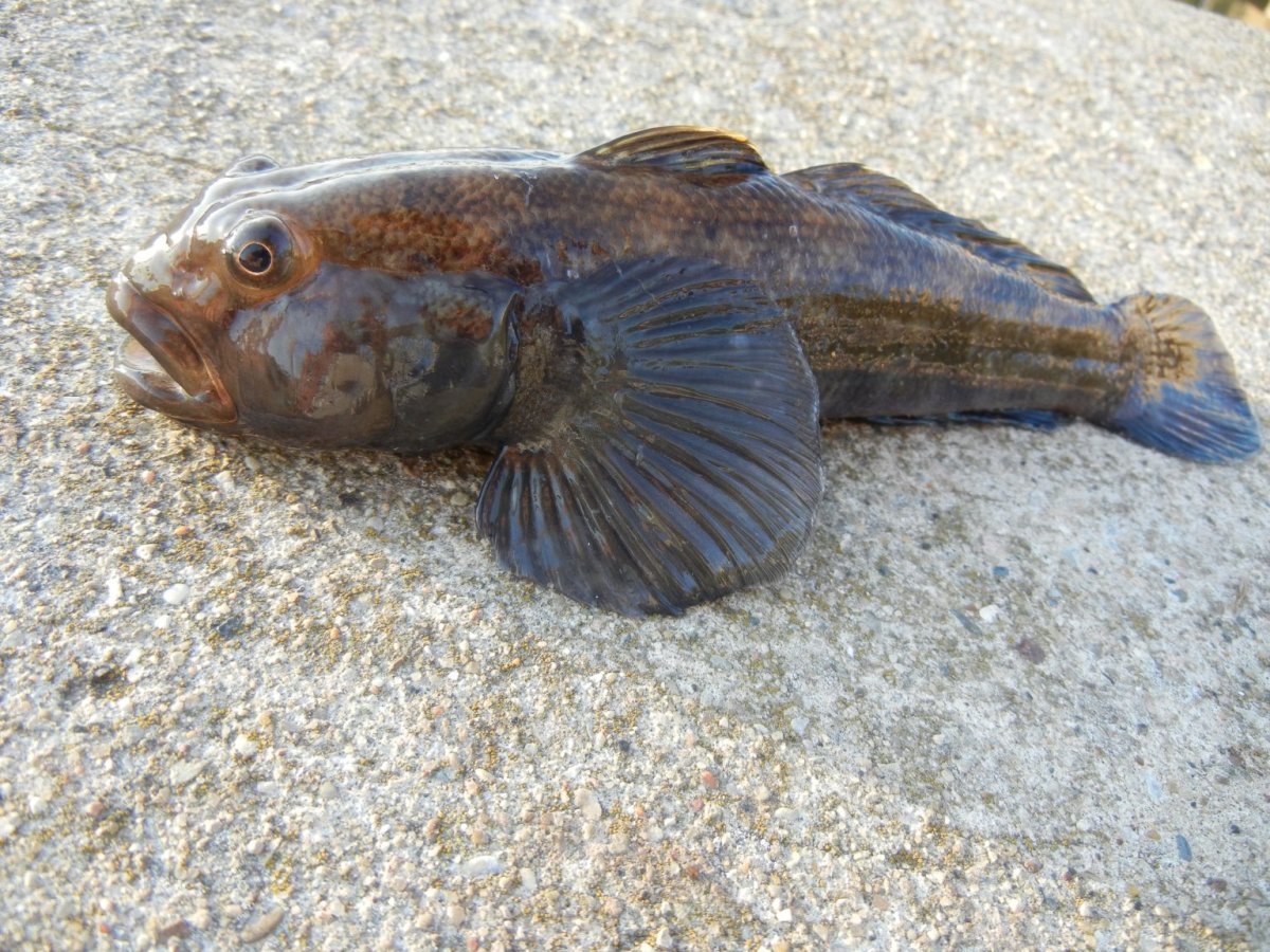 Бычок подкаменщик Сибирский