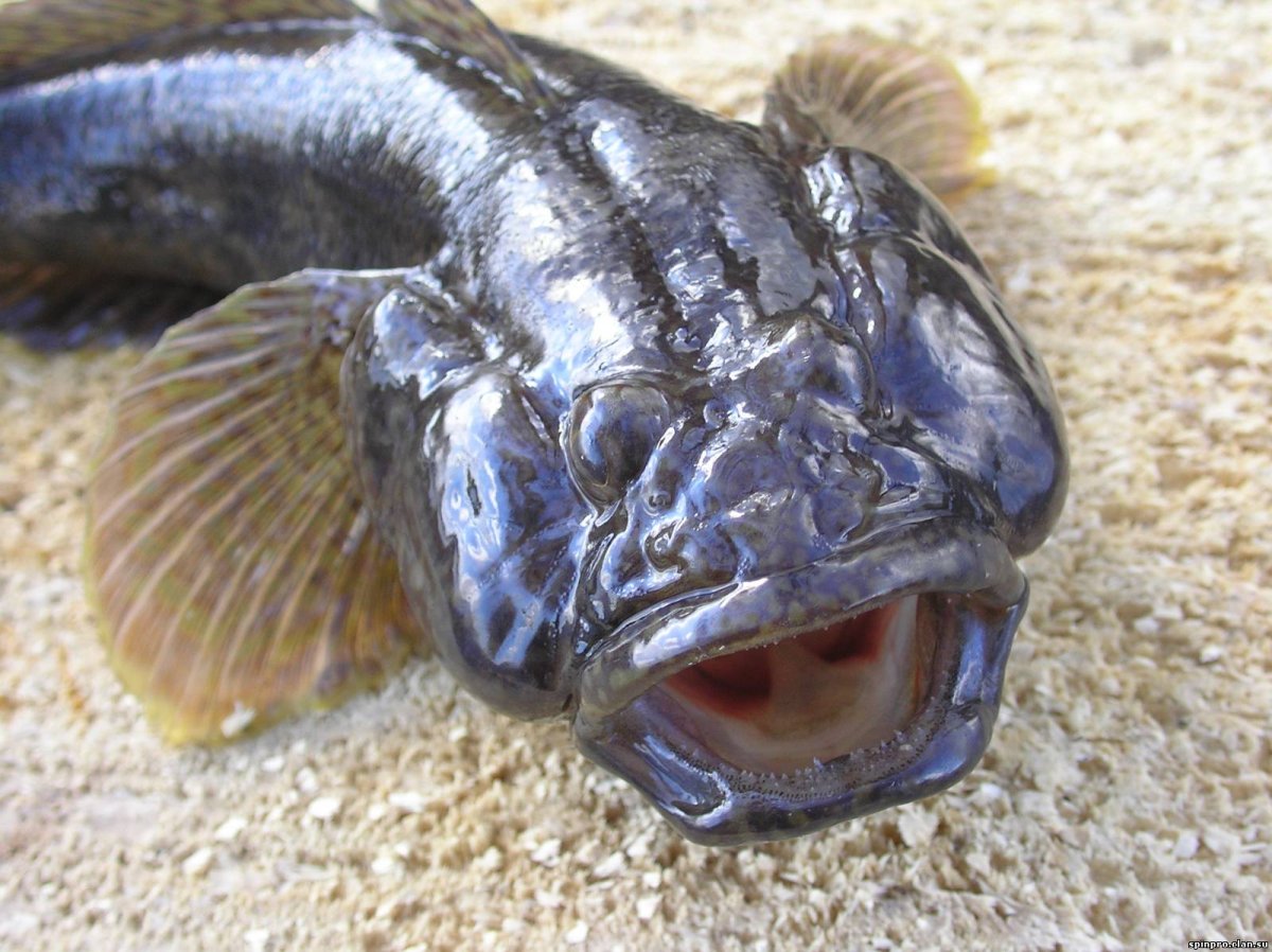 Рыба морской черт Баренцева моря