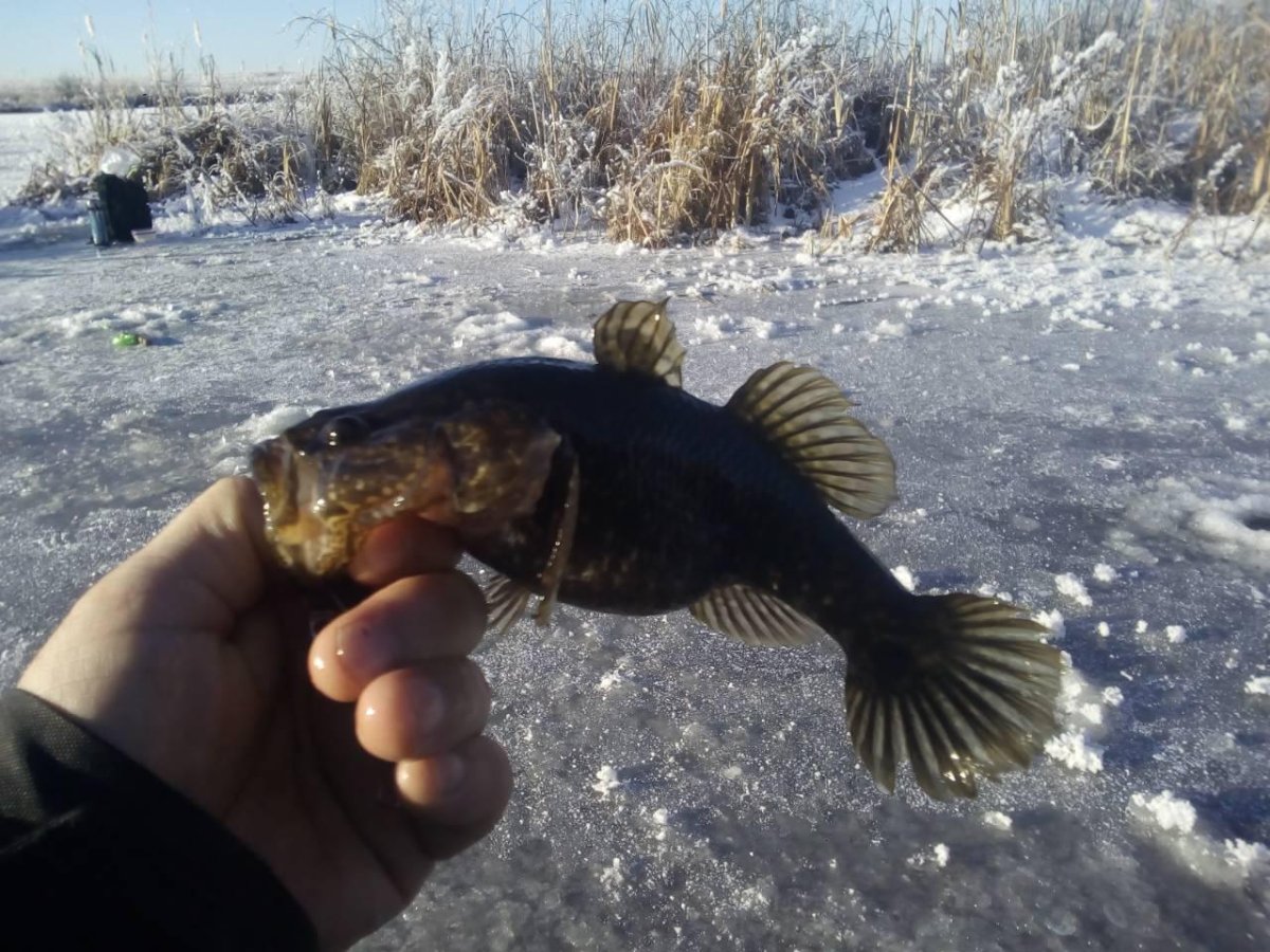 Скорпена фото