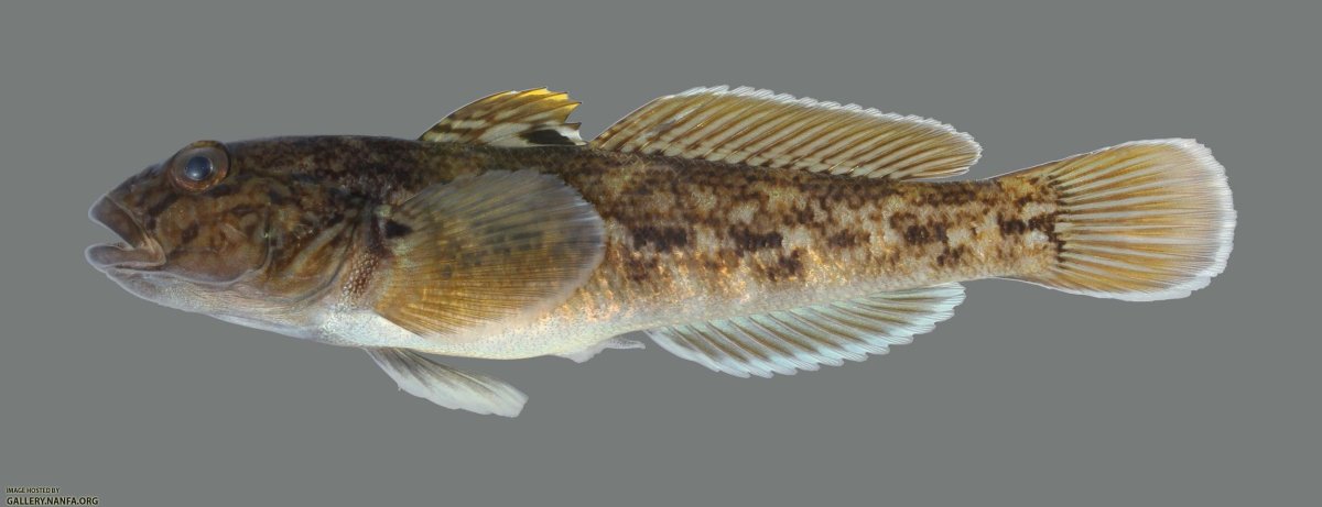 Головешка ротан Байкал