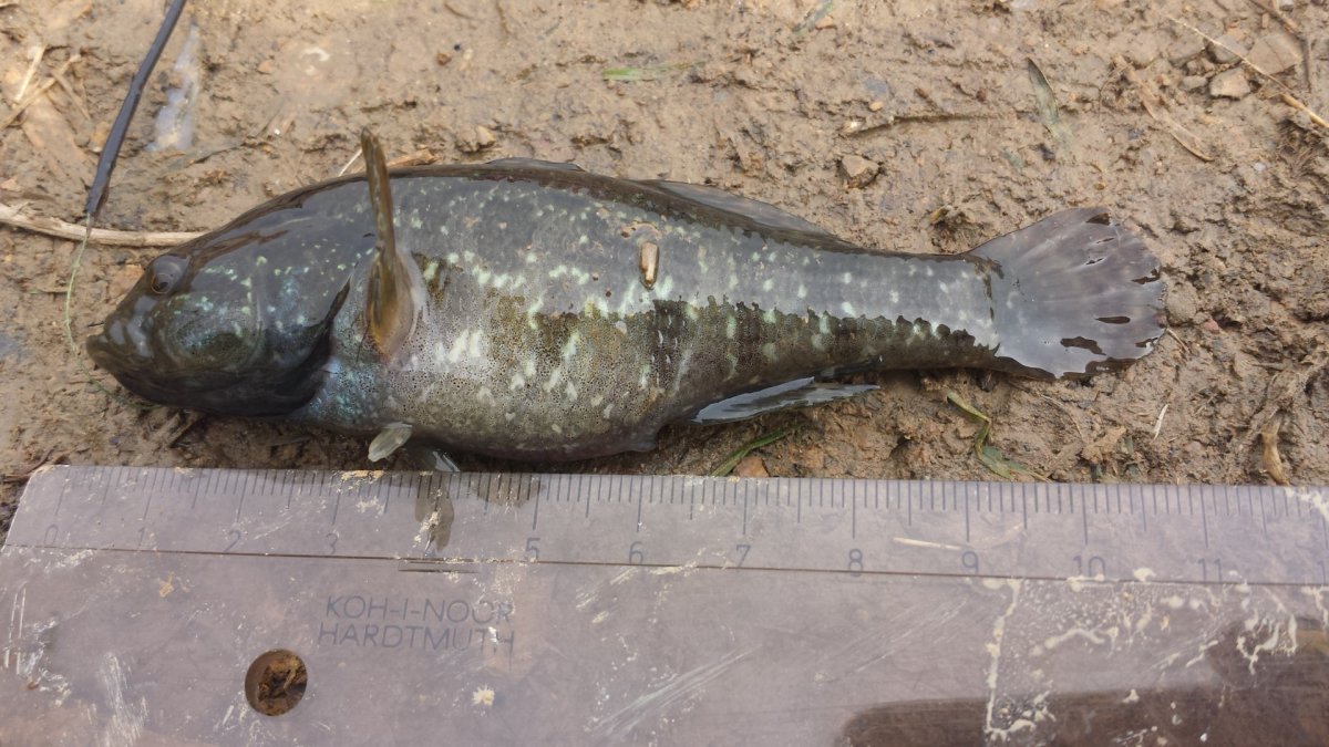 Головешка ротан Байкал