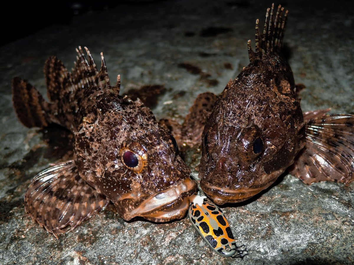 Морской бычок Черноморский