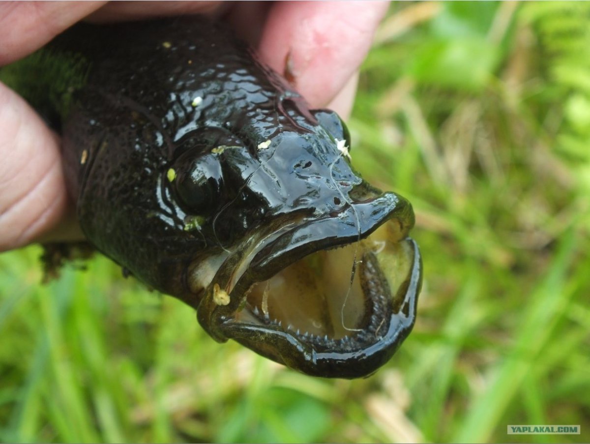 Ротан Черноморский бычок