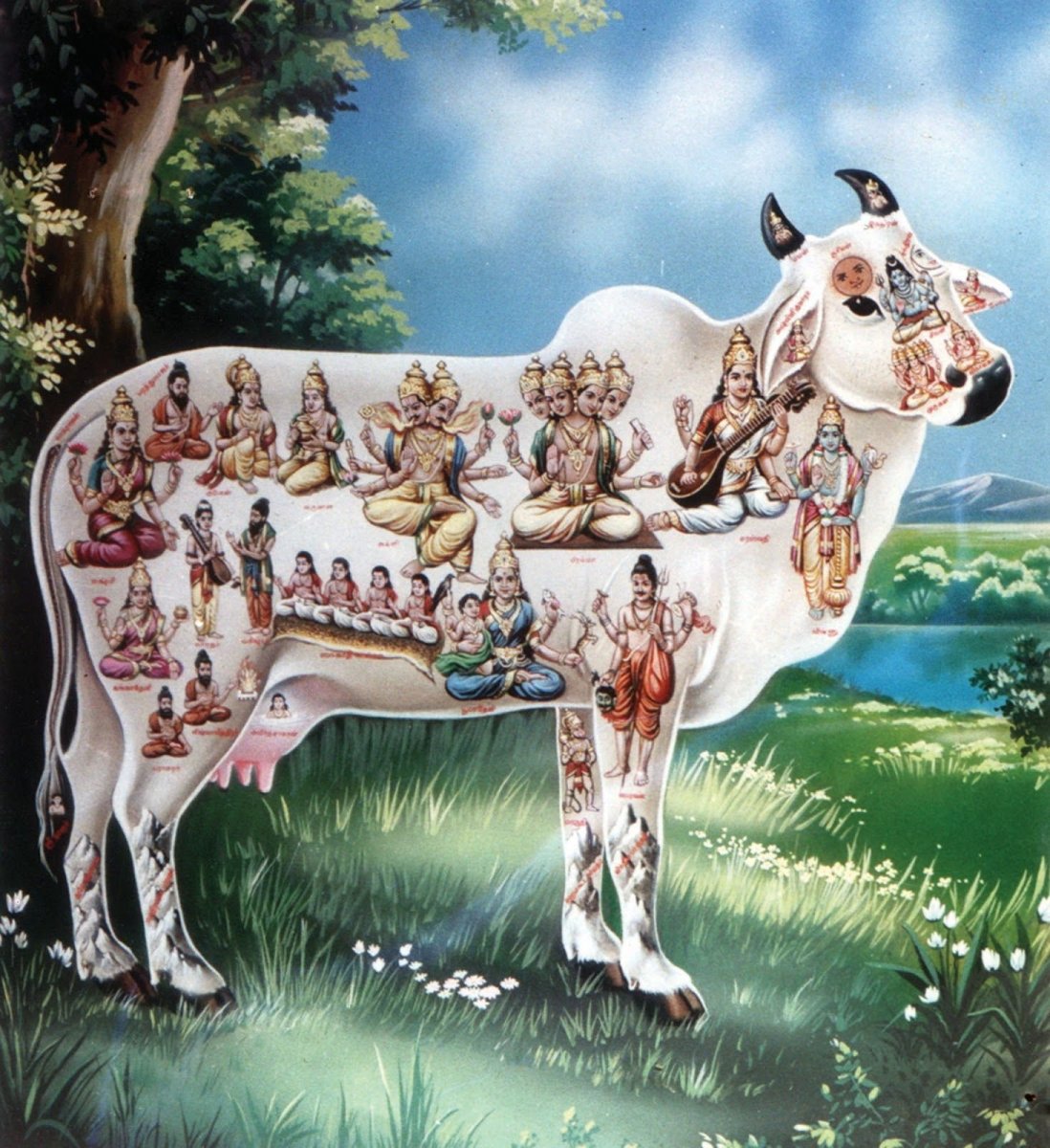 Священная корова Индии Кришна