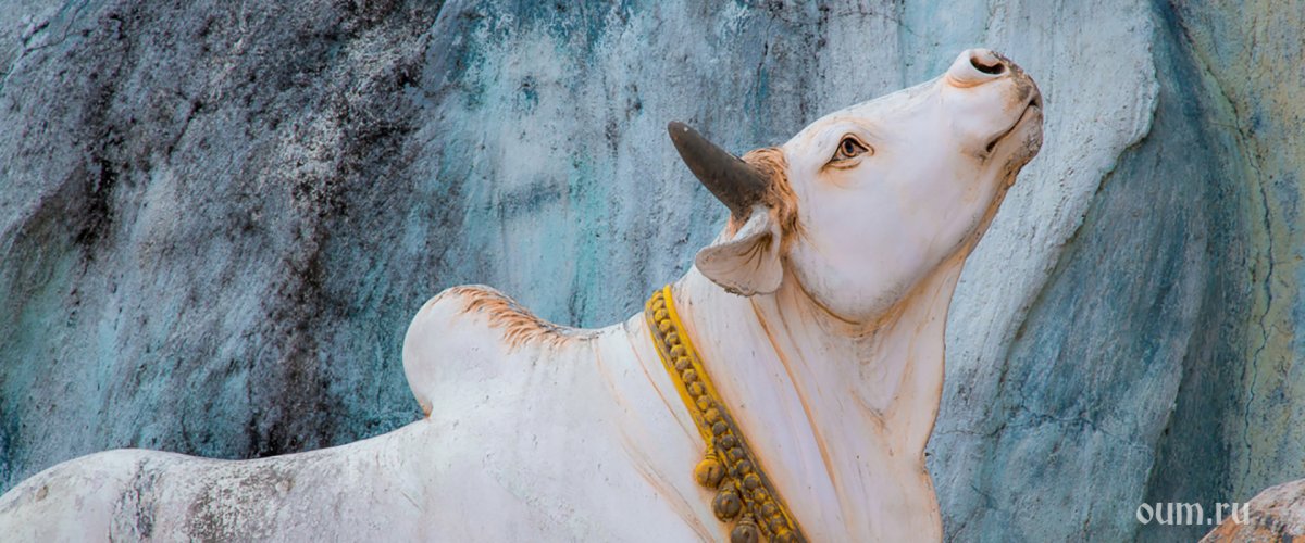 Корова в древней Индии