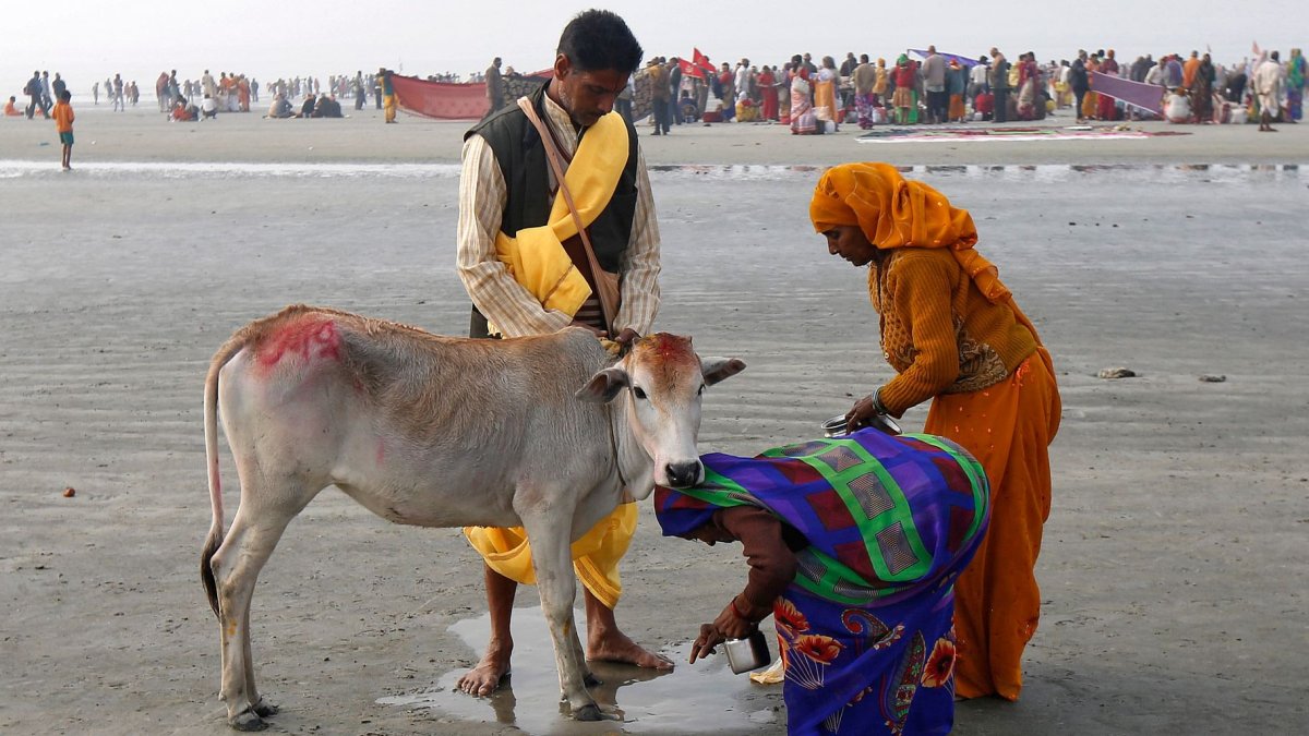 Индия коровы в городе