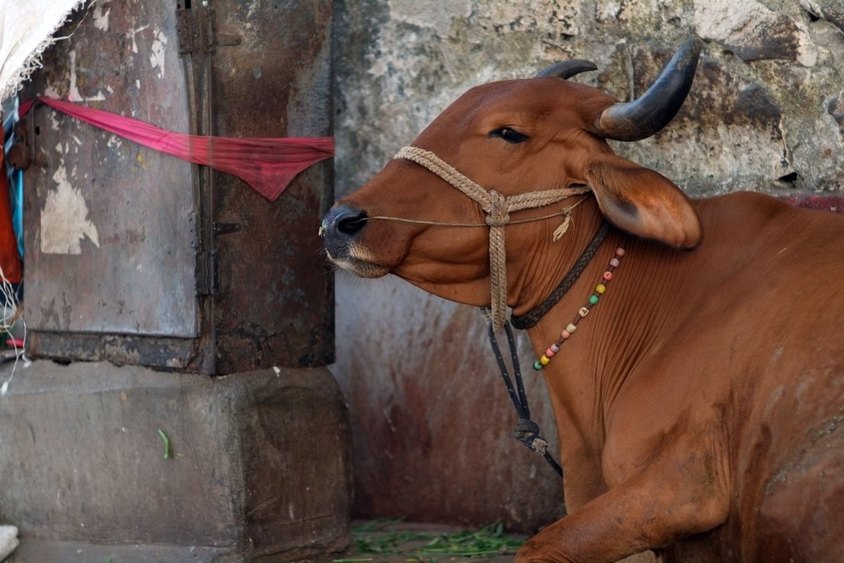Индийская корова