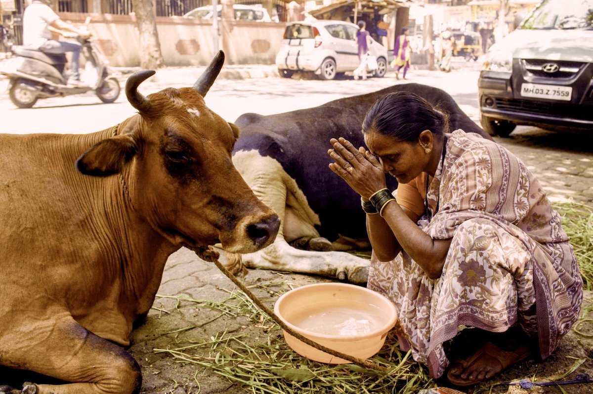 Корова в Индии