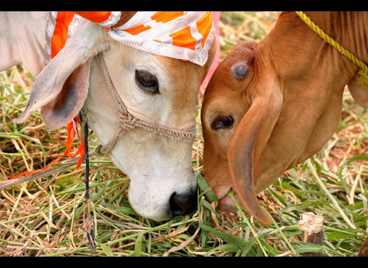 Красивая индийская корова