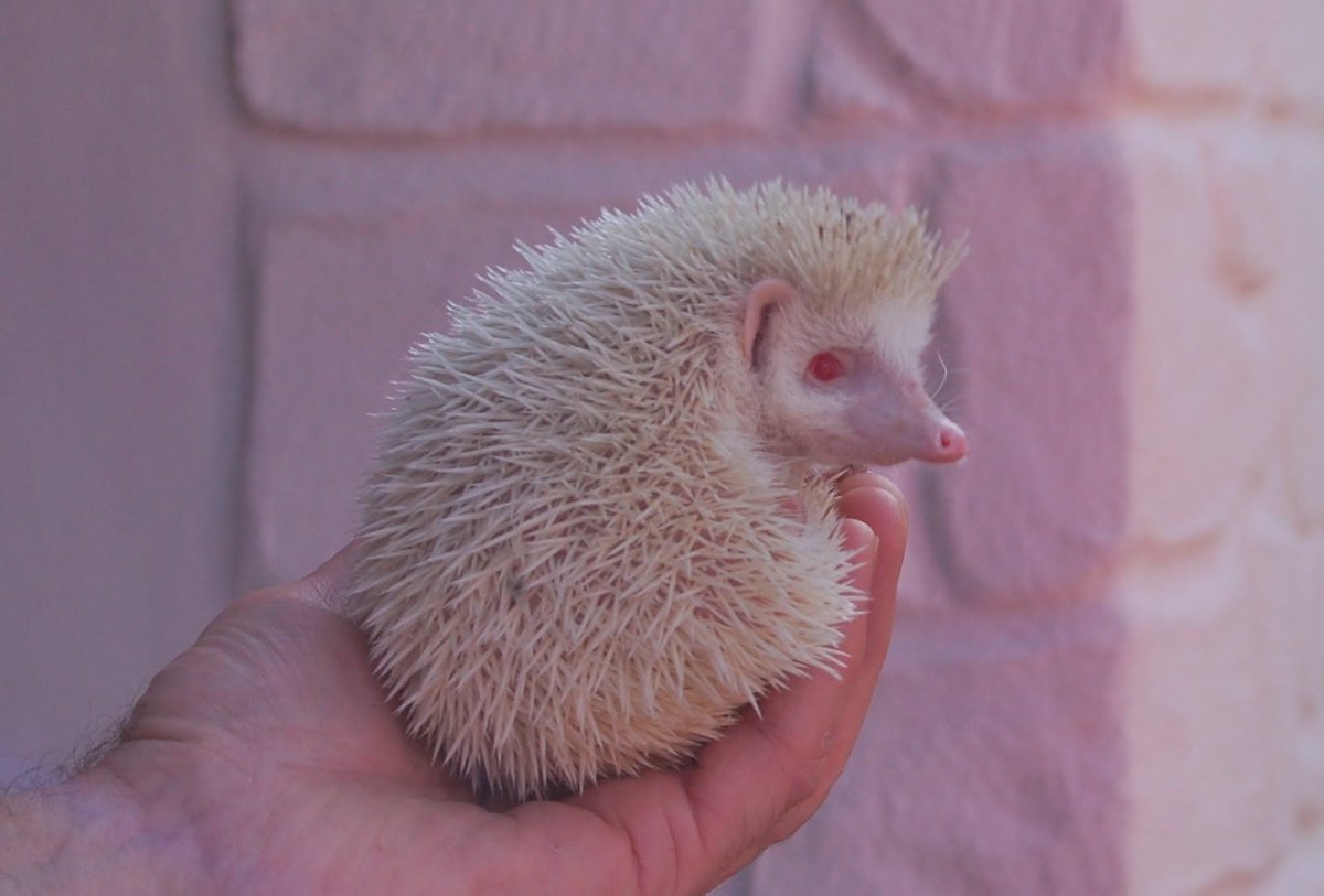 Африканский еж альбинос
