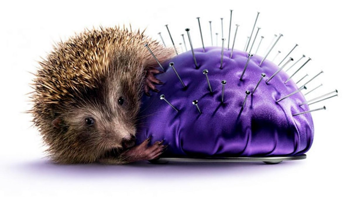 Ежик выглядывает