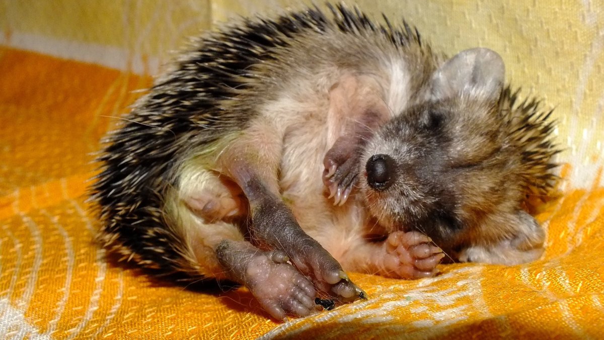 Горин Григорий Ежик