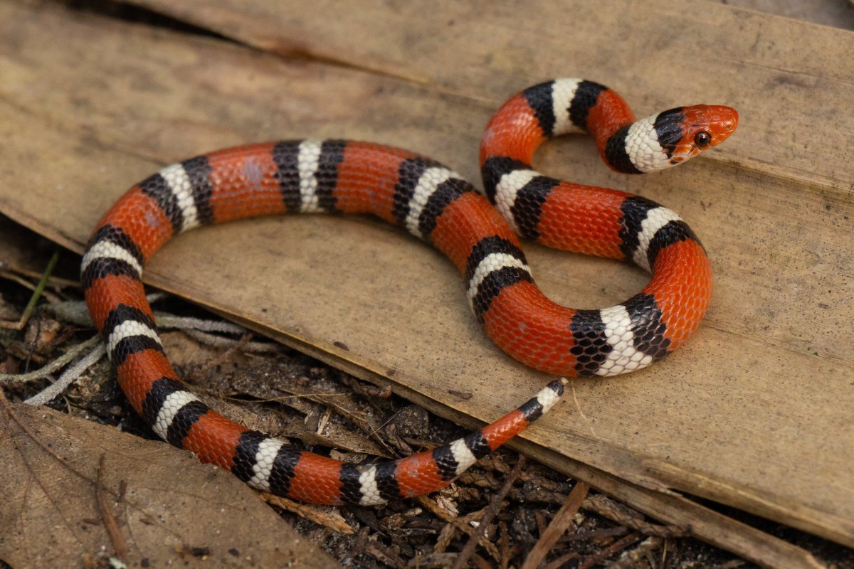 Королевская змея Горная хуачукская